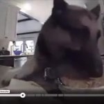 Kamera nagrała, jak pies podjada ciasto