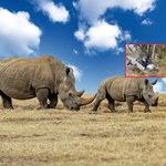 Kamera uchwyciła, jak nosorożec atakuje turystów. Sami się o to prosili 