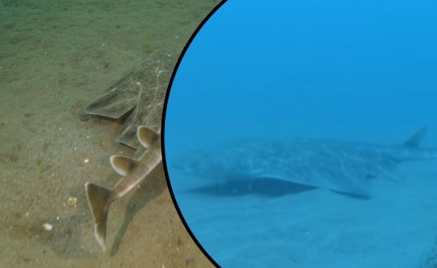 Kamery uchwyciły rekina anioła. To krytycznie zagrożony gatunek