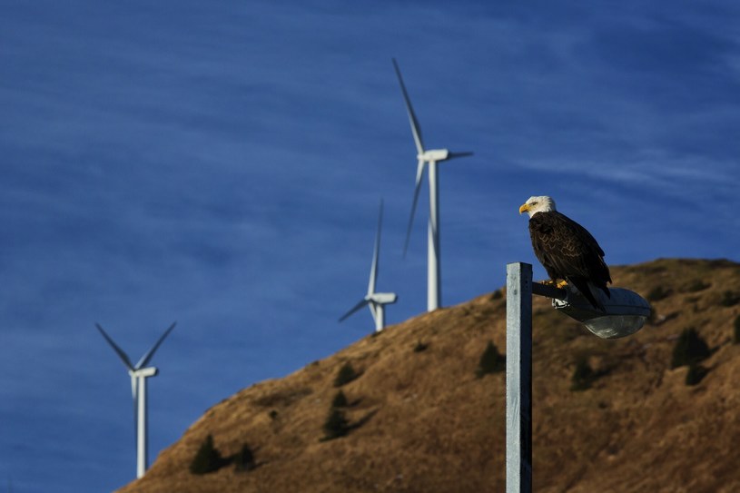 Kamery zapobiegną wlatywaniu ptaków w turbiny wiatrowe /Marion Owen/Alaska Stock Images/East News /East News