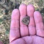 Kamień Pomorski: Druga bulla papieska znaleziona w ciągu roku