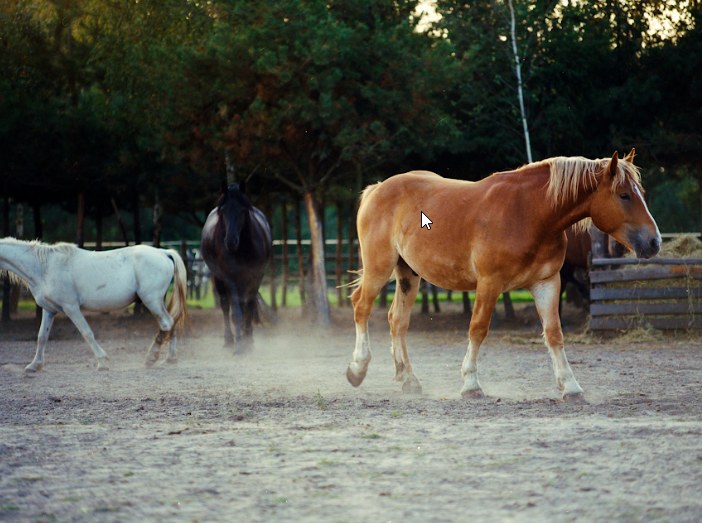 Kampania “Jaki jest koń?" ma na celu budowę azylu dla koni Fundacji Zwierzęca Polana, ratując tym samym zwierzęta przed cierpieniem i okrutną śmiercią /INTERIA.PL/materiały prasowe