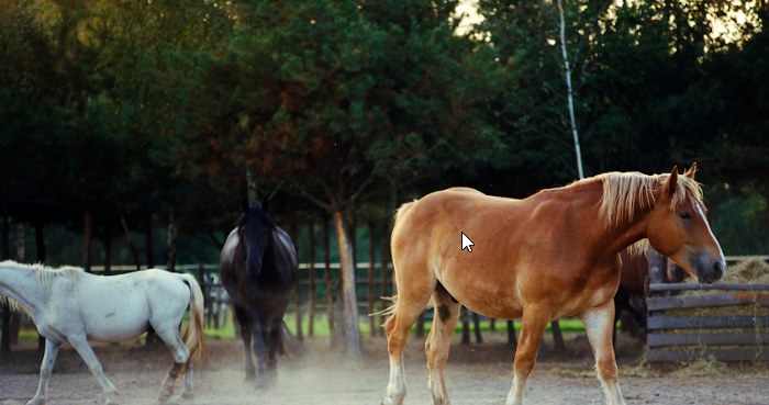 Kampania “Jaki jest koń?" ma na celu budowę azylu dla koni Fundacji Zwierzęca Polana, ratując tym samym zwierzęta przed cierpieniem i okrutną śmiercią /INTERIA.PL/materiały prasowe