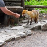 Kampinoski Park Narodowy apeluje o niedokarmianie zwierząt. Problem cyklicznie powraca