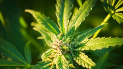 Kanada: Marihuana do kupienia w sklepach z alkoholem czy wysyłkowo?