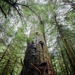 ​Kanada: Wstrzymano wycinkę starych lasów w Kolumbii Brytyjskiej