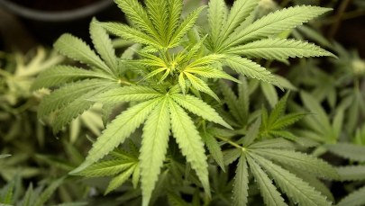 Kanada zezwala chorym na hodowlę marihuany