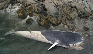 Kanada: Zwłoki płetwala błękitnego wyrzucone na wybrzeże Nowej Szkocji