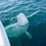 białucha arktyczna Kanadyjski park morski grozi eutanazją 30 białuch arktycznych