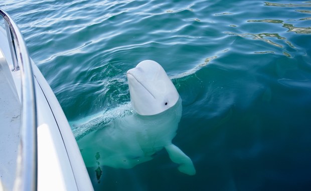 Kanadyjski park morski grozi eutanazją 30 białuch arktycznych