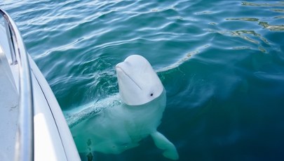 Kanadyjski park morski grozi eutanazją 30 białuch arktycznych