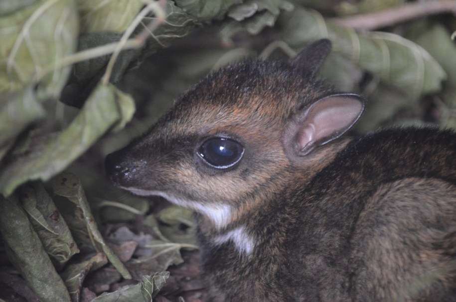 Kanczyl filipiński /ZOO Wrocław /