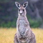 Kangur grasuje po Łódzkiem. Władze apelują do mieszkańców