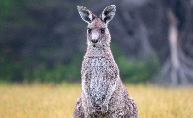 Kangur grasuje po Łódzkiem. Władze apelują do mieszkańców