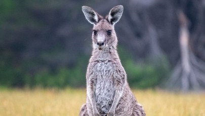 Kangur grasuje po Łódzkiem. Władze apelują do mieszkańców