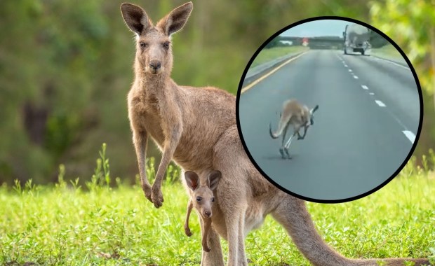 Kangur na autostradzie! Niezwykła ucieczka i kolizja [WIDEO]