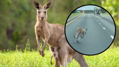 Kangur na autostradzie! Niezwykła ucieczka i kolizja [WIDEO]