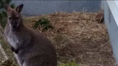 Kangur na gigancie. Jest nagroda za pomoc w schwytaniu uciekiniera