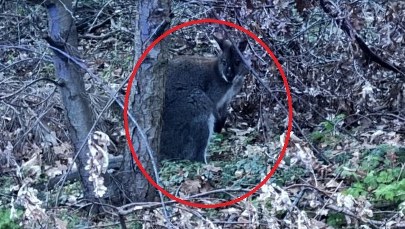 Kangur na Mazowszu. Skakał po ulicy w Słupnie [FILM]