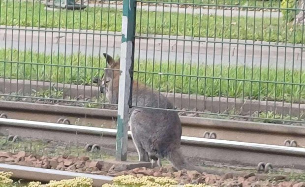 ​Kangur na ulicach Krakowa. Policja złapała zwierzę