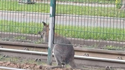 ​Kangur na ulicach Krakowa. Policja złapała zwierzę
