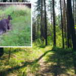 Kangur w polskim lesie. "To nie prima aprilis"
