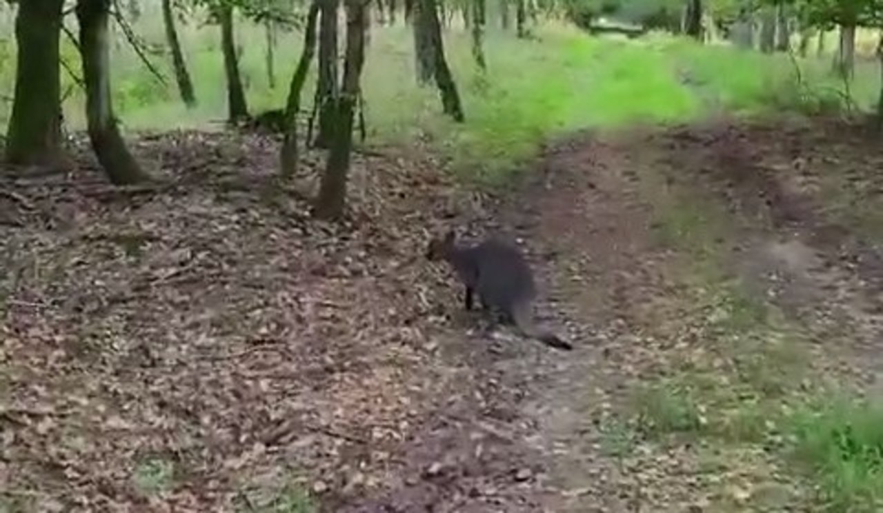 Kangur w polskim lesie. Trwają poszukiwania zwierzęcia