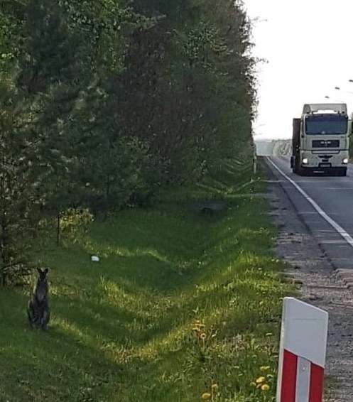Kangur wczoraj był widziany przy dk 42 /konecki24 /