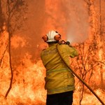 Kangurek Kao walczy z pożarami w Australii