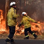 Kangurek Kao zebrał niemal 15 tys. zł na walkę z pożarami w Australii