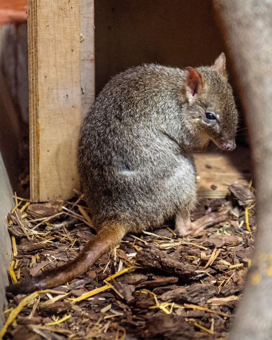 Kanguroszczur /ZOO Łódź /