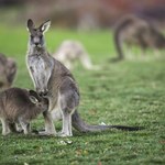 Kangurów w Australii jest dwa razy więcej niż ludzi. Zaleca się, by jeść mięso zwierząt