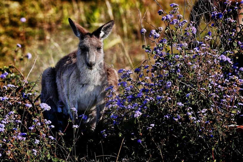 Kangury powodują coraz więcej kolizji i wypadków w okolicy podparyskiego lasu Rambouillet / 	PAP/Panoramic    /PAP