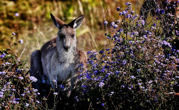 Kangury powodują wypadki… pod Paryżem!
