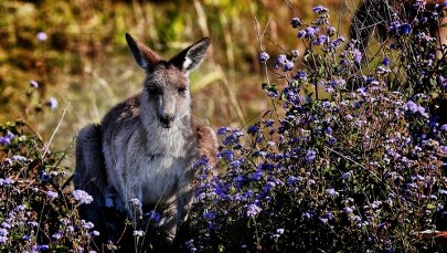 Kangury powodują wypadki… pod Paryżem!