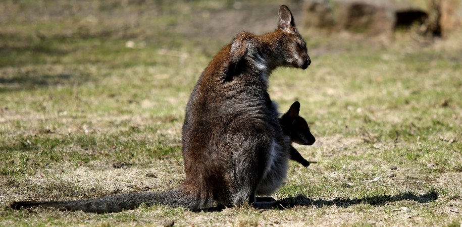 Nie żyje kangurzyca, która uciekła z zoo