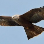 Kania czarna w Polsce. Jest ptakiem drapieżnym o wyjątkowych cechach