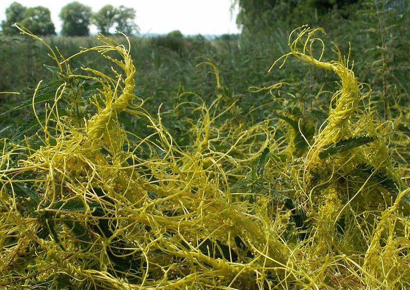 Kanianka to pospolita roślina pasożytnicza - z żywicielami komunikuje się za pomocą RNA (Fot. Wikipedia) /materiały prasowe