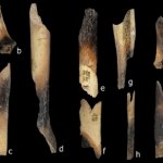 Kanibale z neolitu. Sensacyjne odkrycia z jaskini El Mirador w Hiszpanii