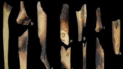 Kanibale z neolitu. Sensacyjne odkrycia z jaskini El Mirador w Hiszpanii