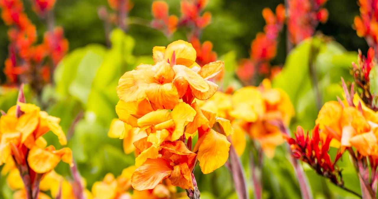 Kanna nadaje ogrodowi egzotycznego i zjawiskowego charakteru /Pixel