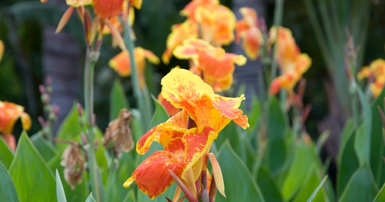 Kanna to roślina uwielbiana przez ogrodników. Jeśli chcesz, aby zachwycała pięknem w sezonie, zadbaj o nią już w lutym /Pixel