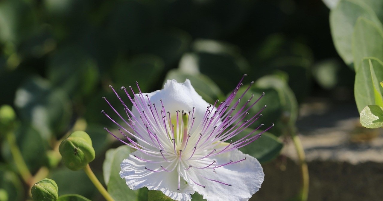Каперси - це квіткові бруньки колючого чагарника Capparis spinosa. Їх збирають до того, як вони встигнуть розцвісти /pixabay.com