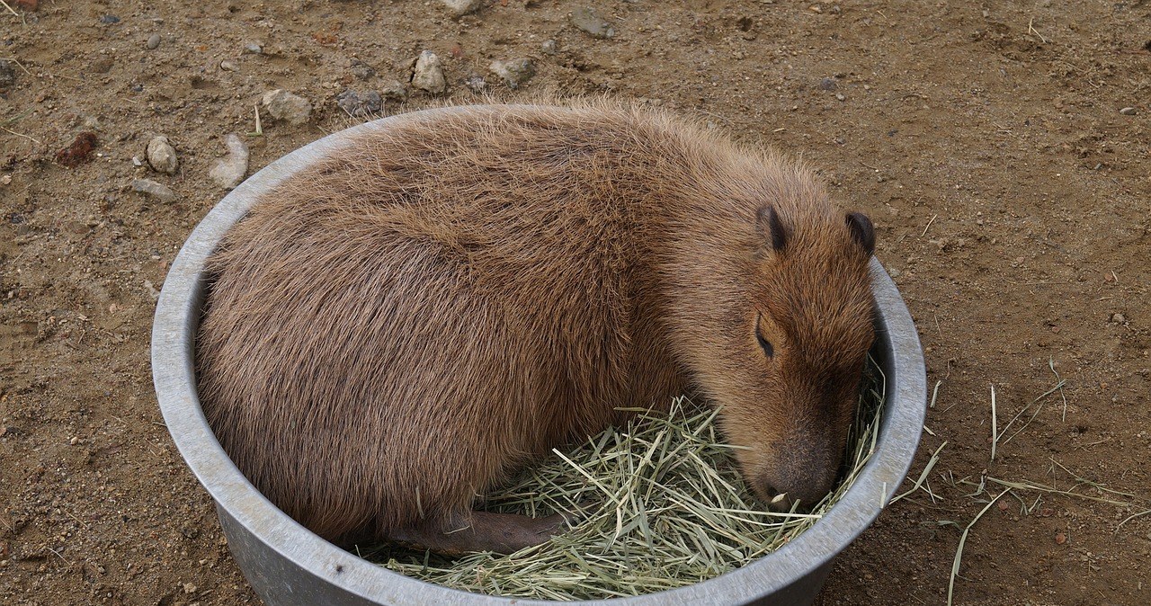 Kapibara to jedno z nietypowych zwierząt, które możesz mieć u siebie w domu /Pixel