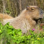 Kapibary kontra bogacze. Inwazja gryzoni na luksusowe osiedle