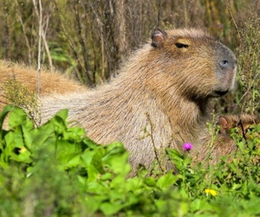 Kapibary kontra bogacze. Inwazja gryzoni na luksusowe osiedle