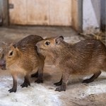 Kapibary przyjechały do łódzkiego zoo