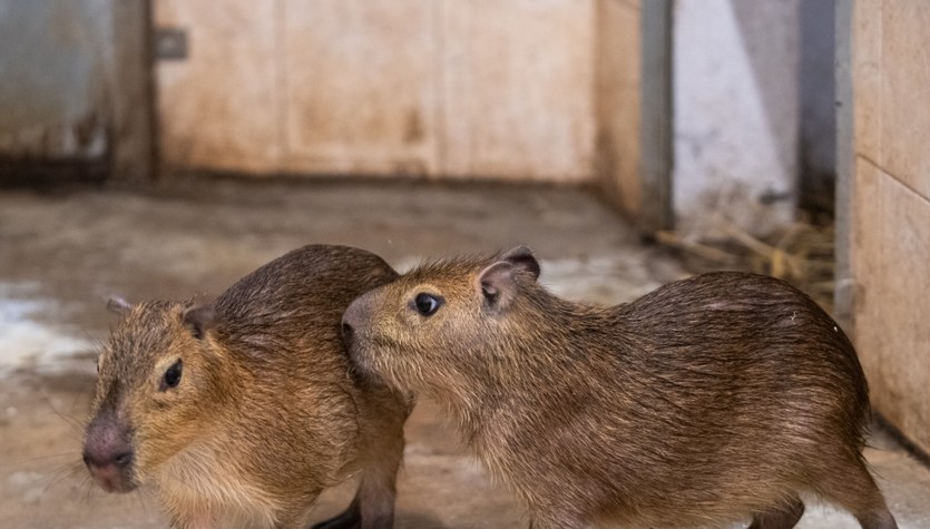 Kapibary przyjechały do łódzkiego zoo