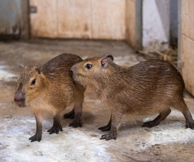 Kapibary przyjechały do łódzkiego zoo