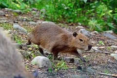 Kapibary w gdańskim zoo